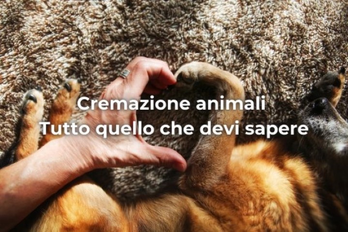 Cremazione animali tutto quello che devi sapere